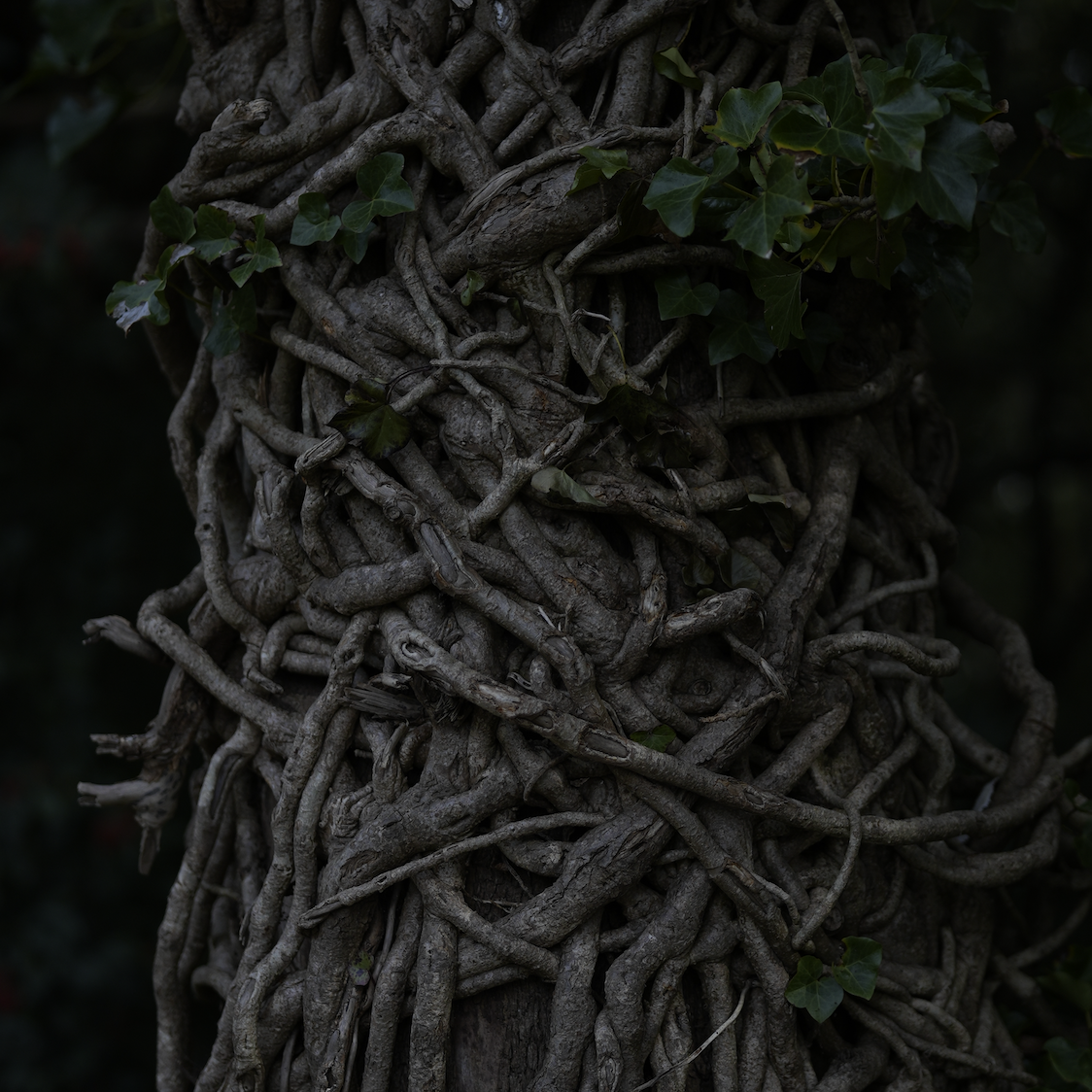 I Just Bought A Camera! hero image